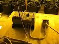 cannabis marihuana skunk garden cannabis marihuana skunk garden