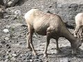 mountain-goats.html