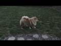 videos de Rocco Our Stud MajesticChow