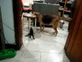 Minerva/D'artagnan & Laika-Maria & Laika