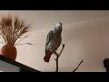 Говорящий попугай жако - Куля командир