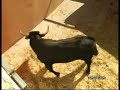 TOROS BARAJAS DE MELO / CUENCA TOROS BARAJAS DE MELO / CUENCA