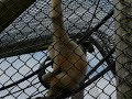 Gibbons