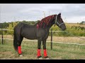 Frison - Anco Fan Fjildsicht Frison - Anco Fan Fjildsicht