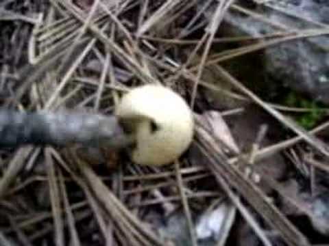 poke puff ball mushroom with stick