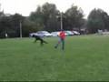 kupa frisbee