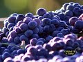 Biodynamic Vineyard