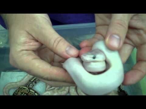 YouTube reptile video