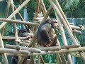 Re: Dancem macacos, dancem