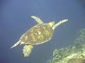 Sipadan Scuba - Diving in Borneo Sipadan Scuba - Diving in Borneo