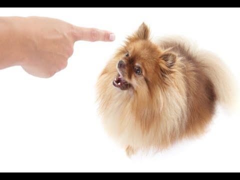 how to control puppy barking