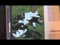 Autotune Kittens Inspired by Kittens