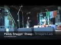 paddy shaggin sheep   finnegans lads