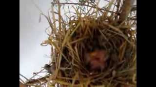 Naturalny instynkt kanarków Cz. 2 