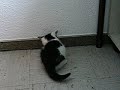 Fl�ckchen geht auf die Jagd