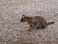 Jaguatirica