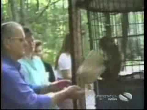 Watch 'Thieving Animals'