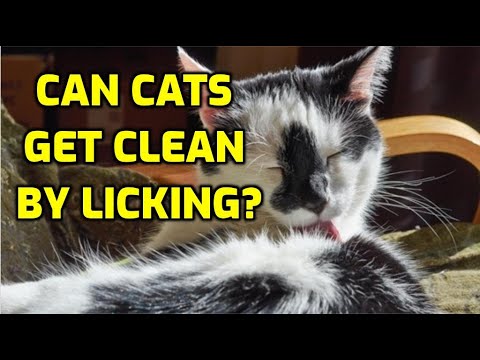 Are Cats Really Clean Animals?