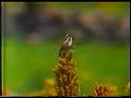 LETRA EN QHESWAWankarcha, Rumi sonqo maqt'a...Maytaq kutimunkichu?...Kay chiri orqopi saqeyatamuwaspayki......mana munana Wankarcha!Chinkasunmi niwaqtiykiChinka-chinkaLlikllachayta qokurqaikiChinka-chinkaMaytaq kunan chinkanchischuChinka-chinkaChinkayllapas mana yachaqChinka-chinkaMaytaq kunan chinkanchischuChinka-chinkaChinkayllapas yachachinaChinka-chinkaAha.. ha ha ha...Chinkaspaqa chinkasaq siChinka-chinkaTawa, pishqa watachapaqChinka-chinkaYuyarispa waqanataChinka-chinkaWaqaykuspa mask'anataChinka-chinka..._____       _____        *  subi esta cancion a solicitud de..abcEl album que contiene esta bellísima cancion fue publicado en 1973.CANTAN: Noemí Cuba Flores        Juan Valencia R.MANDOLINAS: Hernán Romaní Baéz            Ismael Farfán F.GUITARRAS:  Wilfredo Pareja G.            Ricardo Paez M.DIRECCION: Hernán Romaní y Guido PachecoAÑO 1973La letra y música de esta canción fueron recopilados por el Centro Floklorico Kutaq. Y hoy la subo a pedido de un hermano peruano y supongo apurimeño, esta canción, es un bello poema de rico y variado léxico, que estoy seguro enorgullecerá a todos los quechuas del Tawantinsuyo.Este disco me fue enviado por un amigo apurimeño y cotabambino dicho sea de paso- a principios de los años noventas, gracias a él, hoy podemos compartirlo atravéz de este mecio  y con el universoentero, pero sobre todo es para enriquecer el espíritu de los quechuas dondequiera que estuvieran.