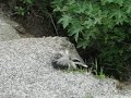 polecat polecat