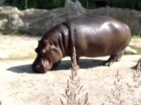 Hippopotamus