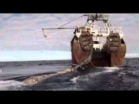 pirate fishing 2 - A 2 minute film to introduce the global threat of illegal 'pirate' fishing. EJF Director/Editor: James M Levelle.