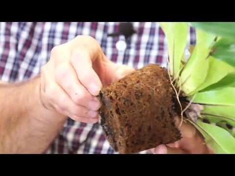 how to replant houseplants