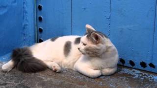 60 Seconds in Chefchaouen, Morocco