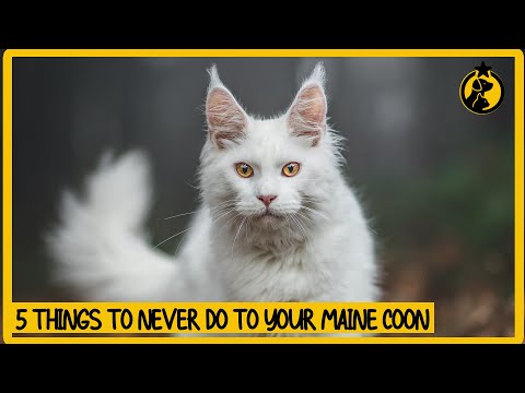 5 Things You Must Never Do to Your Maine Coon Cat
