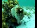 Invisible Octopus? - super slow motion