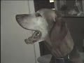 Who Let the Dogs Out