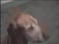 Who Let the Dogs Out