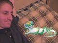 death of a gecko