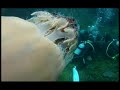 Deimis & Friends : Agua Viva Gigante !!!
