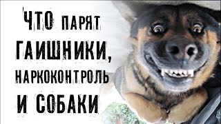 Source: что парят гаишники, наркоконтроль и собаки