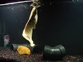 My Walking Catfish Eating Floating Food