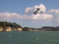 Matsushima Matsushima