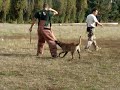 Dresaj canin cluj - Bestk9nation.com - atac lansat pe costum Dresaj canin cluj - Bestk9nation.com - atac lansat pe costum