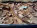 Coastal Taipan snake at Steve Irwins Park