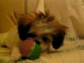 videos de Squeaky Ball Puppy Tease pt. 2/2