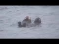 alaskan adventures