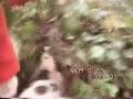 IFAW Pre-Ban Fox Hunting Footage - WARNING IFAW Pre-Ban Fox Hunting Footage - WARNING