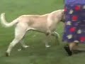 GOLDLEAF MASTIFFS - Aidan - New Champion