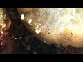 Shrimps, Crabs and Lobsters