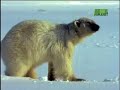 Fooled by Nature - Cholesterol Carnivores
