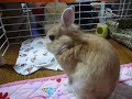 reon Birthday　ネザーランドドワーフ