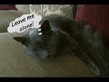 Cartoon Cat