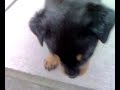 Rottweiler puppy