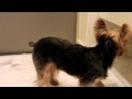 ヨーキーなな、行くな～！！20100116.AVI
