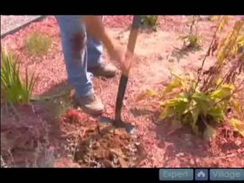 how to replant black eyed susans